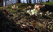Sul CORNO ZUCCONE, guardiano della Val Taleggio, il 1 marzo 2016 - FOTOGALLERY